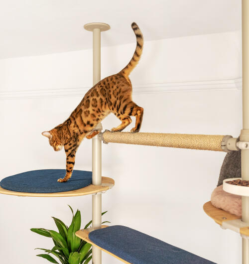 Eine katze, die auf die blaue plattform springt, die am indoor-kratzbaum Freestyle befestigt ist.