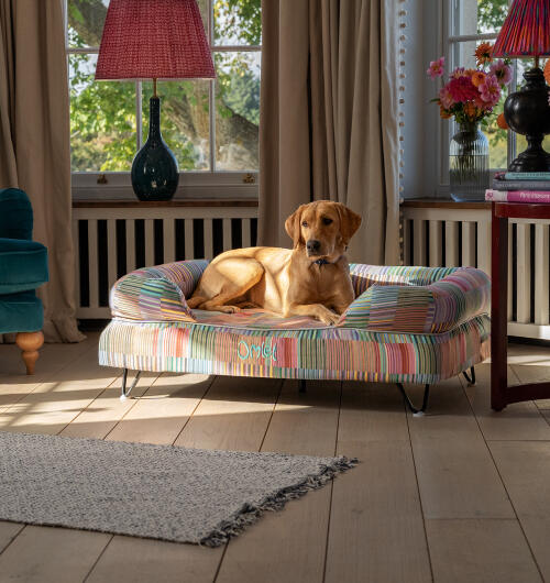 Labrador sitzt auf großem hundebett mit buntem pawsteps-elektrodruck.