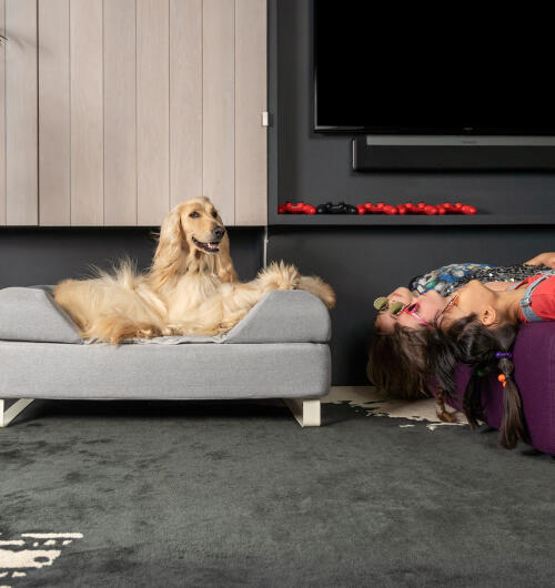 Afghanischer windhund sitzt auf Topology memory foam hundebett mit anpassbarer nackenrolle und weißen schienenfüßen. drei mädchen liegen kopfüber auf dem sofa neben ihnen.