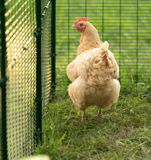Nahaufnahme von Golden hen inside Omlet walk in run.