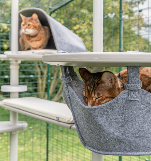 Zwei katzen auf dem Freestyle kratzbaum - eine in einer hängematte und eine in einer plattformhöhle