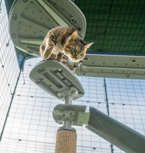 Eine katze klettert die stufen hinunter, die am kratzbaum im freien befestigt sind Freestyle 