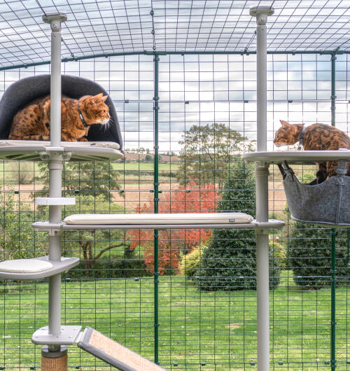 Zwei katzen, die sich auf dem Freestyle kratzbaum anschauen