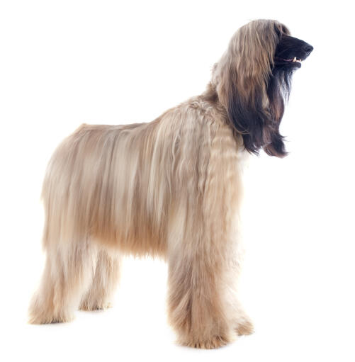 Ein blond gefärbter afghanischer windhund, der aufrecht steht