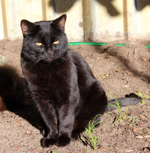 Eine schöne bombay-katze sitzt in der sonne