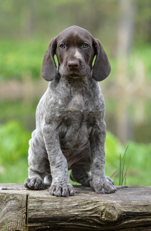 Respectful Dog Training Respectful Dog Training