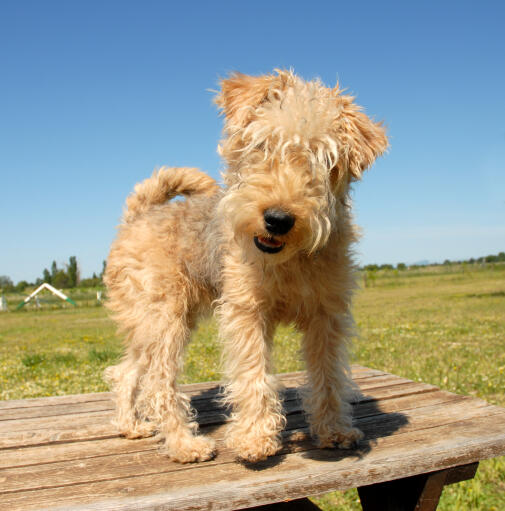 Ein hübscher kleiner lakeland terrier, der oben auf einem picknicktisch steht