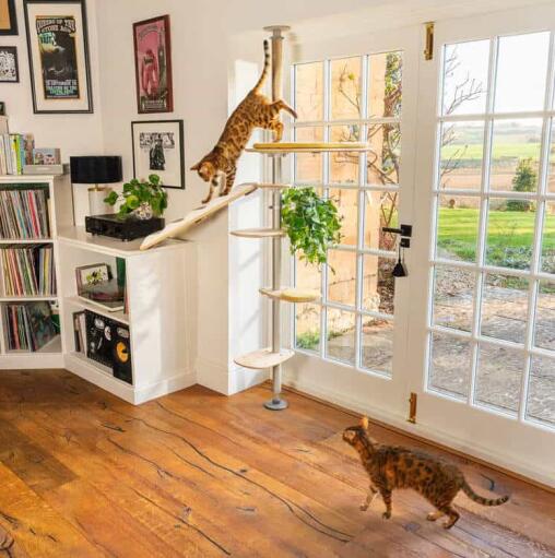 Katzen klettern auf den Omlet Freestyle indoor-kratzbaum