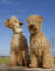 Zwei erwachsene lakeland terrier mit wunderbar weichem, struppigem fell