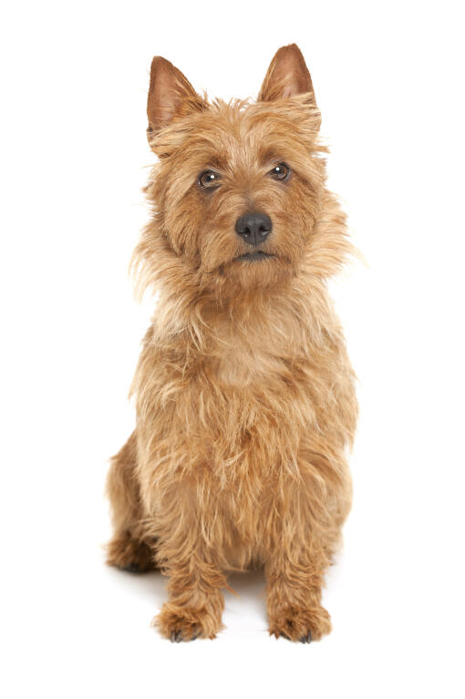 Australian Terrier | Hunde | Informationen zu den ...