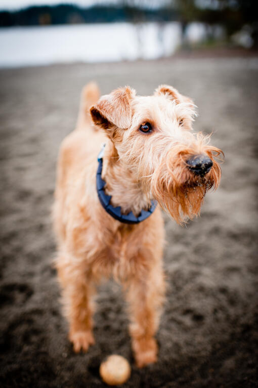 irish terrier wiry haired