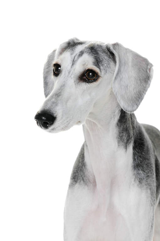 saluki coat