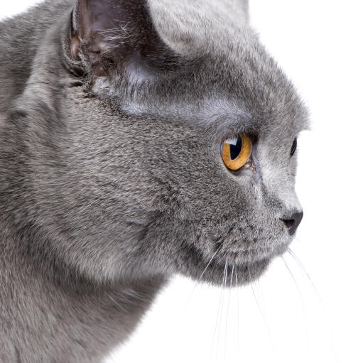 Das profil einer chartreux-katze mit bernsteinfarbenen augen