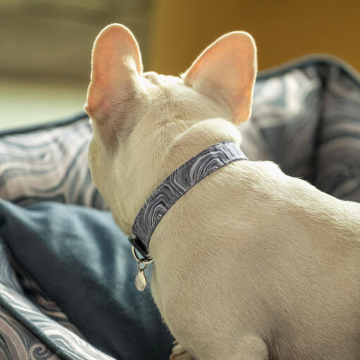 Frenchie schaut zurück auf Omlet nest bett in contour grey