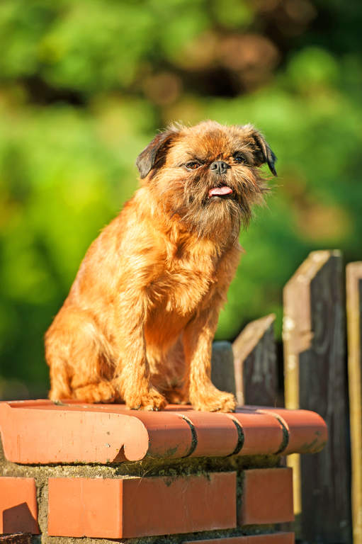 Belgischer Zwerggriffon Hunde Informationen Zu Den