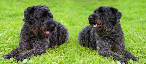 Zwei dunkelhaarige kerry blue terrier liegen ordentlich im gras