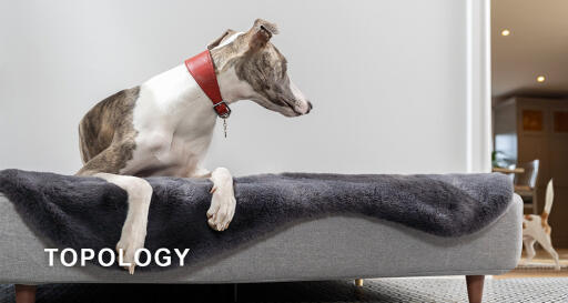 Topology hundebett von Omlet