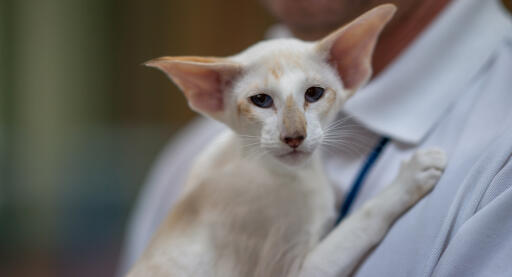 Seychellois katze wird getragen