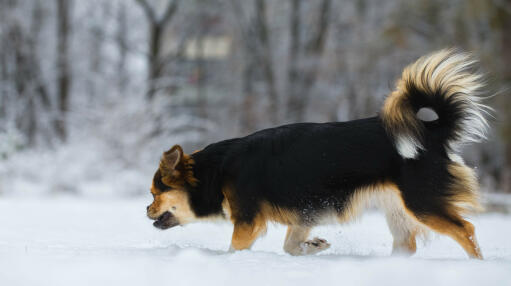 Ein tibetanischer spaniel mit einer schönen buschigen rute, der sich im garten austobt Snow