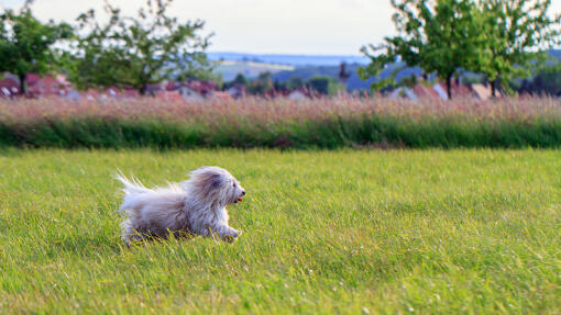 Ein elegantes coton de tulear, das die freie luft genießt