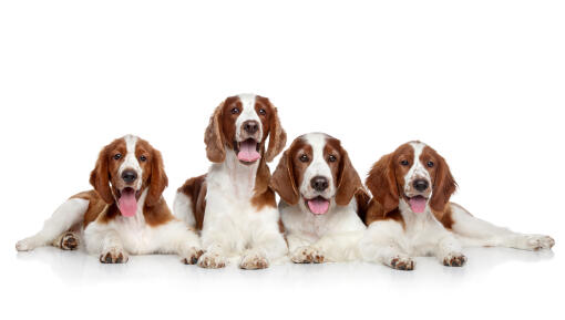 Vier nebeneinander liegende welsh springer spaniels mit schönem braun-weißem fell