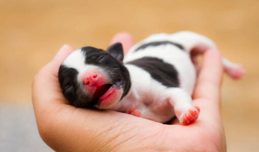 Ein wunderschöner französischer bulldoggenwelpe, der auf der hand seines besitzers liegt