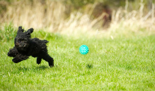 Ein kleiner, schwarzer zwergpudel, der über das gras springt und seinem ball hinterherläuft