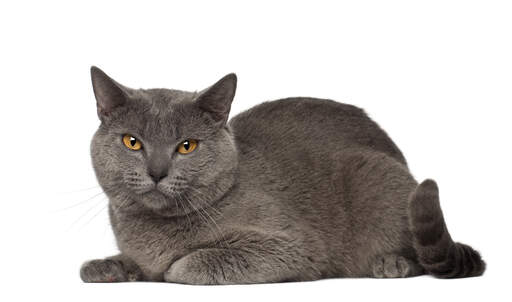 Eine chartreux-katze mit plüschüberzug, die sich hinlegt