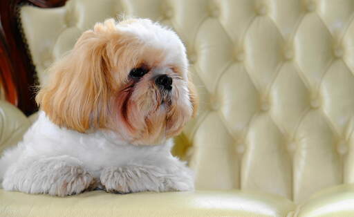 Ein junger erwachsener shih tzu mit einem hübschen, kleinen, braunen bart, der sich auf dem sofa entspannt