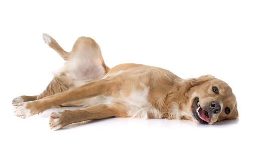 Ein heranwachsender Golden retriever welpe wälzt sich auf dem boden