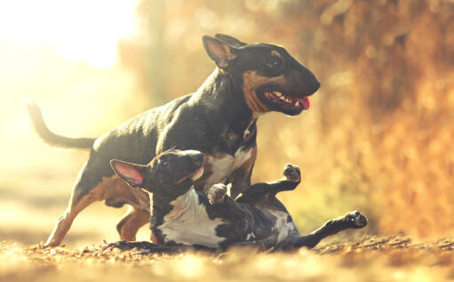 Zwei hübsche, kleine bullterrier, die zusammen in der sonne spielen