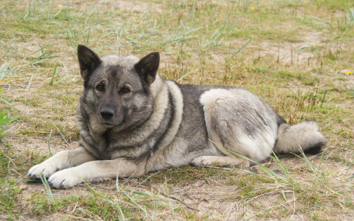 Norwegischer-elchhund-liegend-liegend