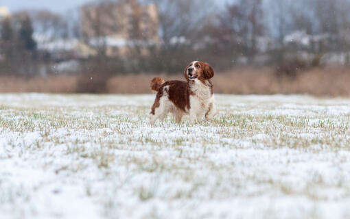 Ein schöner, brauner welsh springer spaniel genießt das raue wetter