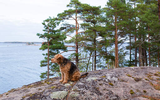 Ein ausgewachsener airedale-terrier, der sich auf den felsen ausruht