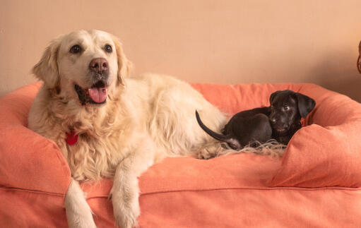 Ein großer weißer hund und ein kleiner schwarzer hund auf einem großen rosa 42er nackenrollenbett