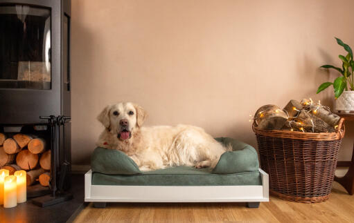 Ein großer weißer hund auf einem mittelgrünen memory foam polsterbett in einem wohnzimmer