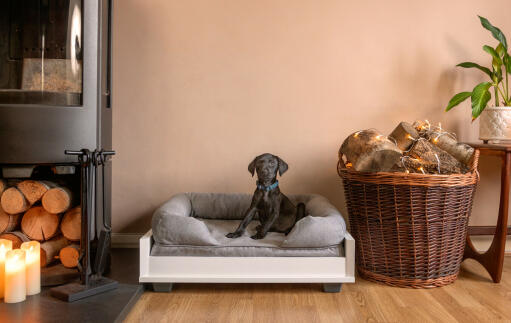 Ein kleiner schwarzer hund auf einem kleinen 24 grauen memory foam polsterbett in einem wohnzimmer