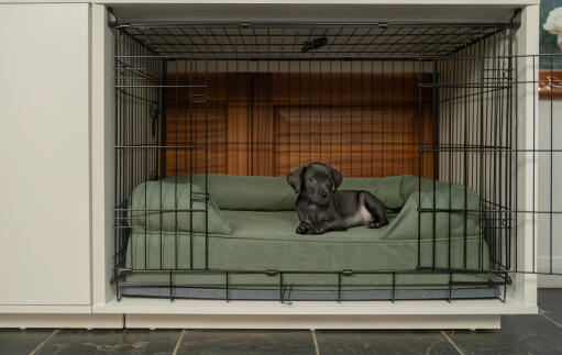 Ein kleiner schwarzer hund in einem kleinen Fido Studio 24 mit einem grünen polsterbett darin und einem angebauten kleiderschrank.