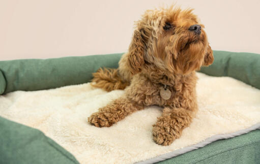 Ein kleiner brauner hund auf einem grünen memory-foam-rollenbett mit einer cremefarbenen plüschdecke darauf