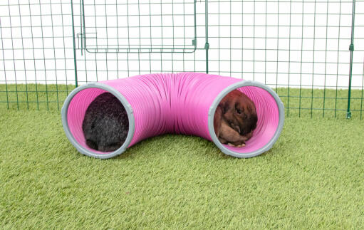 Kaninchen im Zippi spieltunnel