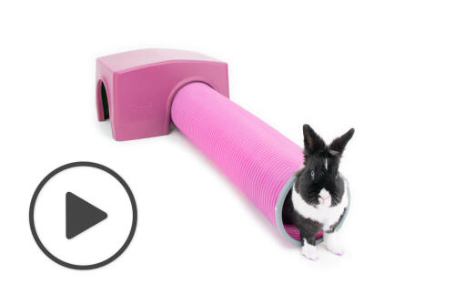Kaninchen lila Zippi unterstand und spieltunnel