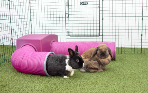 Kaninchen im Zippi kaninchenlaufstall mit lila Zippi unterstand und spieltunnel