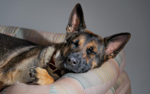 Ein deutscher schäferhund ruht sich im pawsteps natural bolster hundebett aus