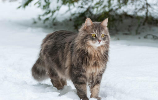 Sibirische katze im freien Snow