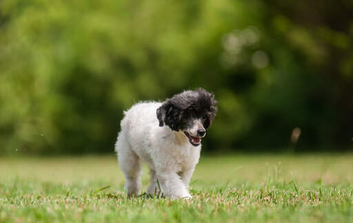 Ein süßer, kleiner chinesischer schopfhund, der im gras spazieren geht