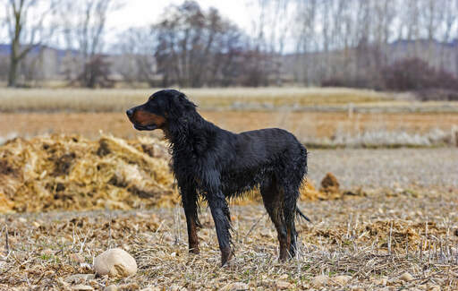 Ein klatschnasser Gordon setter genießt die bewegung im freien