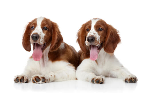 Zwei wunderbare, kleine welsh springer spaniel welpen liegen zusammen