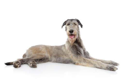 Ein schöner, grauer irischer wolfshund mit einem hauch von hellbraun