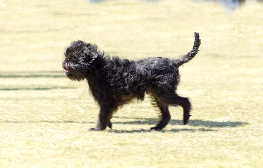 Ein schmuddeliger kleiner affenpinscher, der einen spaziergang genießt