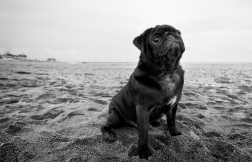 Ein schwarz-weißer mops, der brav auf dem sand sitzt und auf ein kommando wartet